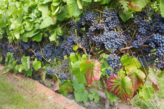 Vinsmagning for 4 på Nyballe Vingård