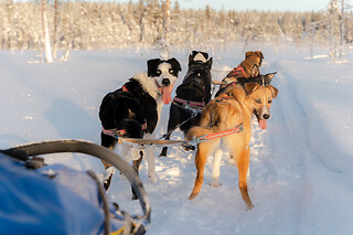 HUNDESLÆDE OG OVERNATNING