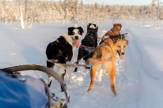 HUNDESLÆDE OG OVERNATNING