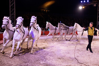 CIRKUSLAND BILLETTER FOR 4