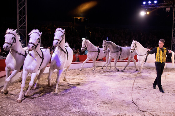 CIRKUSLAND BILLETTER FOR 4